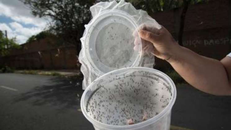 Crean mosquitos para detener transmisión de dengue