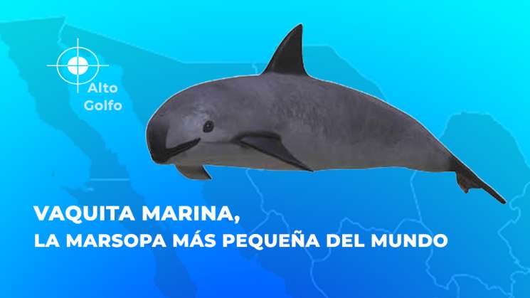 Denuncia ambiental de EU por vaquita marina contra México