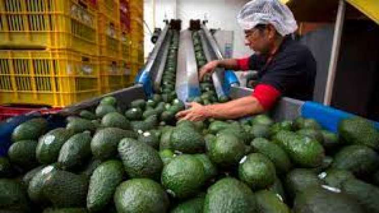 Tras acuerdo, se reanuda exportación de aguacate a EU  