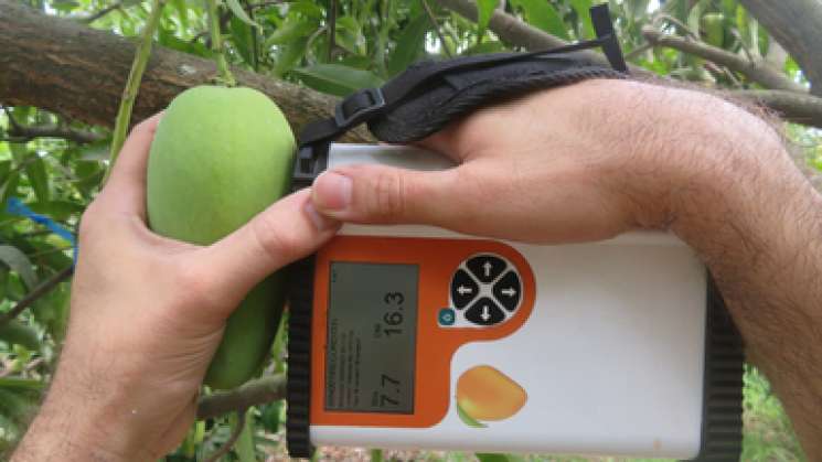 INIFAP crea tecnología para determinar madurez del mango