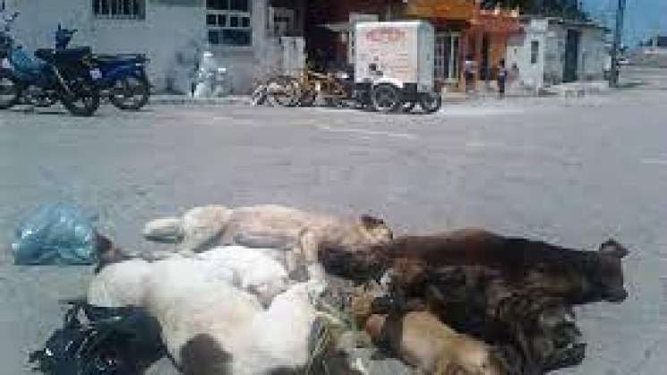 En Oaxaca, envenenan perros y gatos en San Jacinto Amilpas