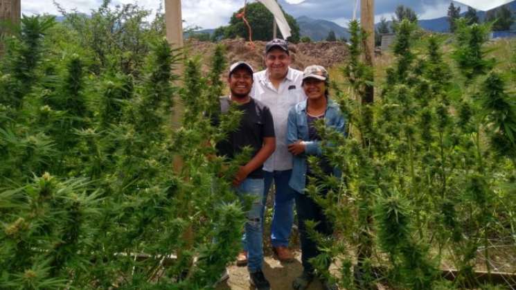 Prepara Senado modelo para regularización de la mariguana