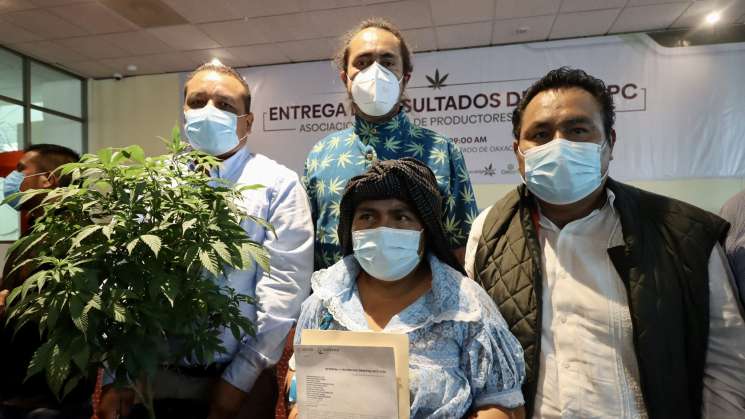 Cofepris autoriza cultivo de marihuana medicinal en Oaxaca 