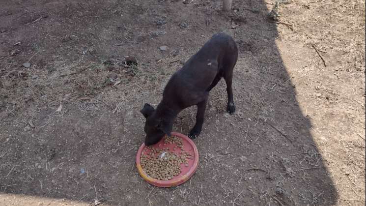 FGEO Inician investigación por crueldad animal y rescata a canino