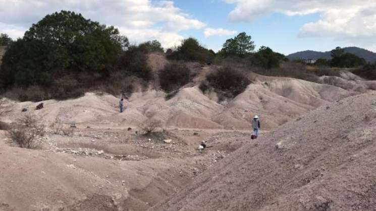 En Oaxaca, descubren un nuevo género fósil de erizo 