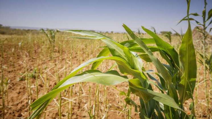 Precios de los alimentos de la FAO desciende en abril 