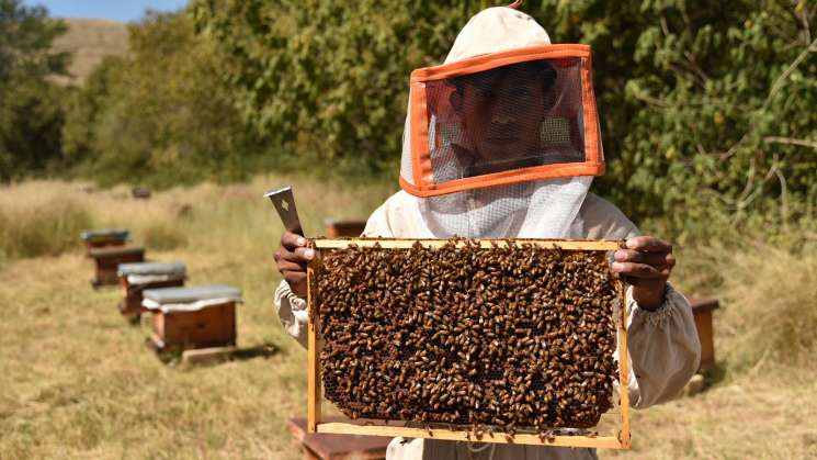 Este viernes celebramos el “Día Mundial de las Abejas”  