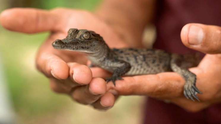 5ta parte de las especies de reptiles está en riesgo de extinción