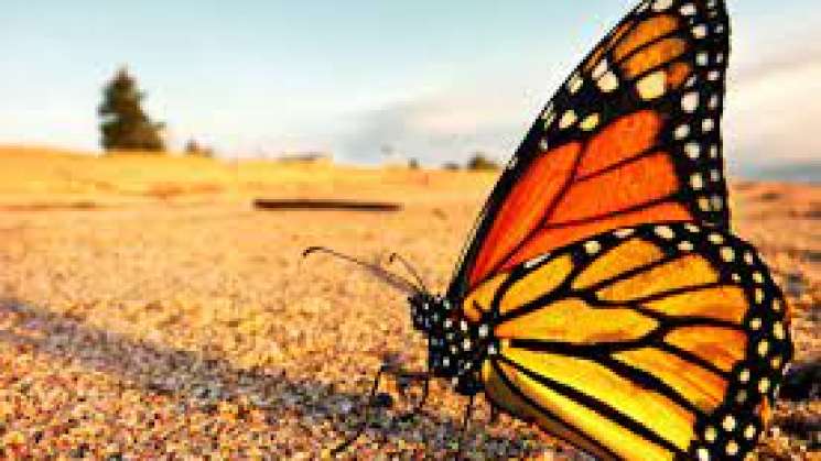 Mariposa Monarca aumentó 35%  de presencia en bosques mexicano