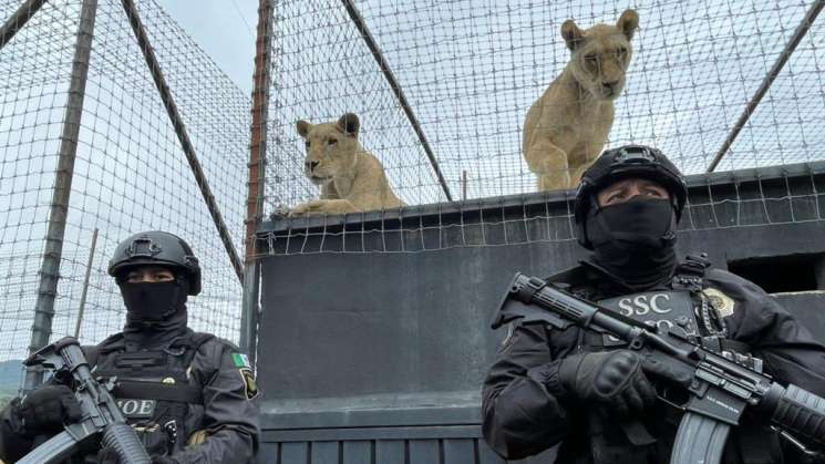 Rescata Profepa  a más de 190 felinos, primates y coyotes 