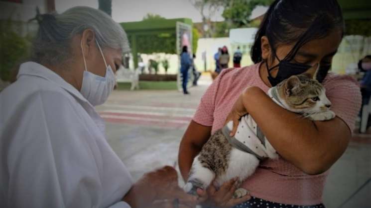 Cuidado de los animales, fundamental para prevenir zoonosis  