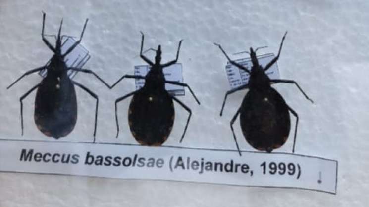 Enfermedad de Chagas, prevenible con limpieza de los hogares: SSO