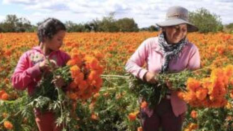 Inicia cultivo de cempasúchil en10 estados para Día de Muertos