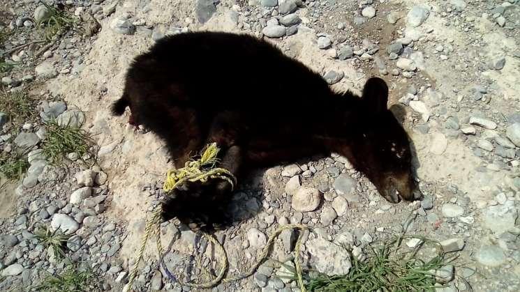 En Coahuila, procesan a 7 personas por muerte de oso negro