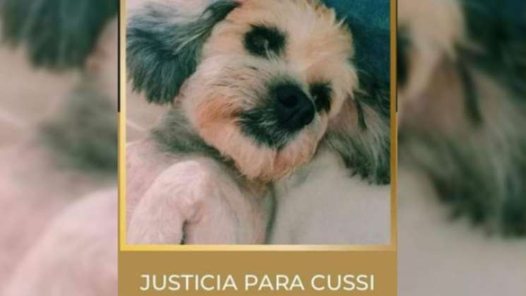 Vinculan a proceso a mujer que enveneno a su perrita en Puebla