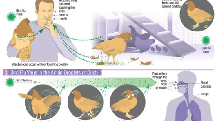 Detectan en México primer caso de influenza aviar