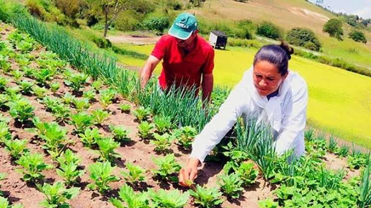 Acredita COMEAA programa de TSU en Agricultura Sustentable