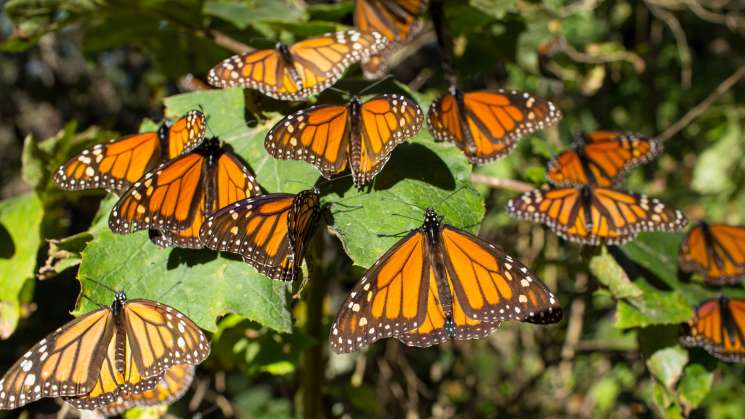 Anuncia Semarnat arribo de mariposa monarca a México