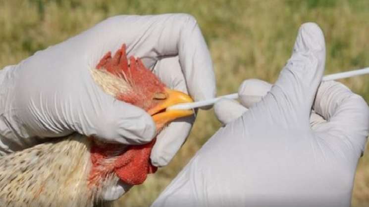 Vacunas para aves de corral contra influenza aviar:  Senasica