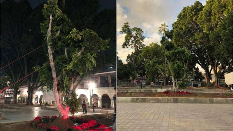 Huamúchil plantado en Zócalo de Oaxaca se secó, siembran laurel