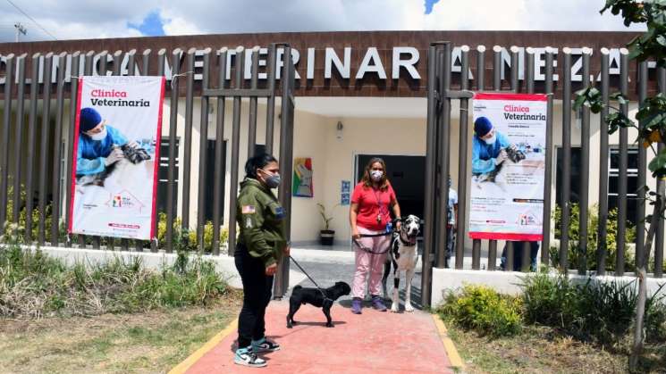 Por aprobar Senado Clínicas Veterinarias Públicas