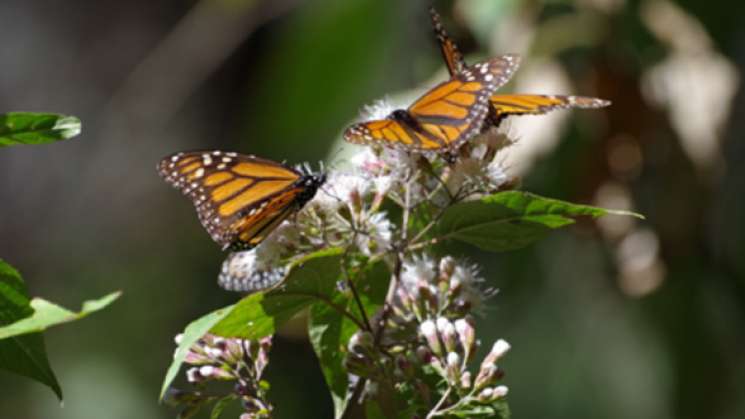 Celebran 25 años de conservación de mariposa monarca 