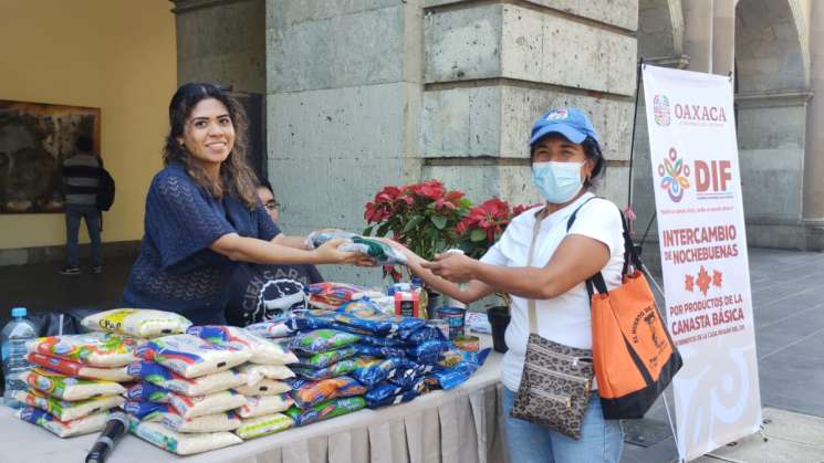 Sigue canje de un kilo de ayuda por una planta de Nochebuena