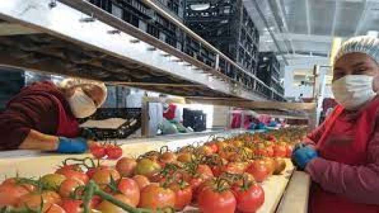 Rebasa México las exportaciones agroalimentarias de 2022