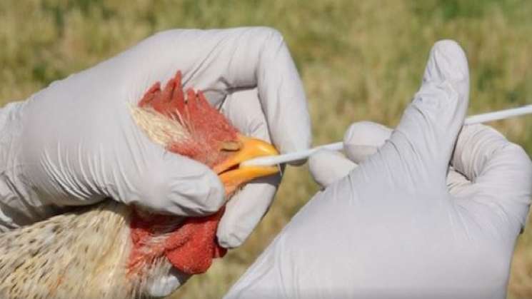 En México, casi 4 millones de aves infectadas por gripe aviar