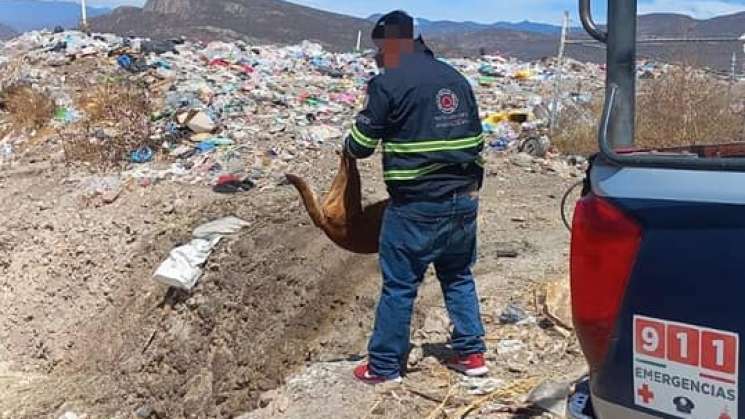 Denuncian Animalistas de Oaxaca a edil de Mitla, enveneno perros