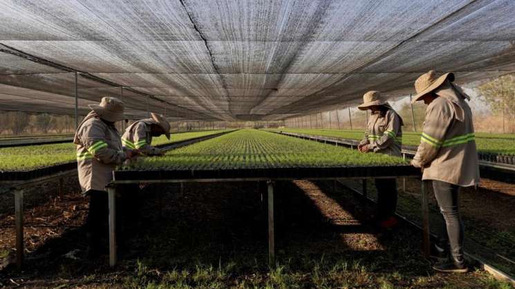 Transforma Sefader el sector forestal en Oaxaca  