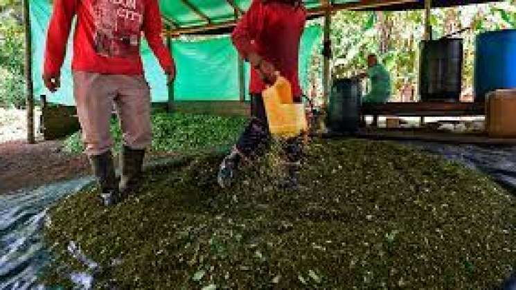 ONU : Producción de cocaína con niveles récord: 