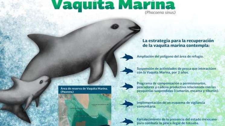 Aumenta la Semar  inspección para proteger a la Vaquita Marina