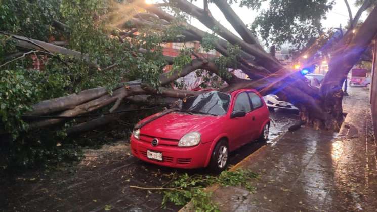 Tromba en capital Oaxaqueña deja daños y 37 arboles caidos