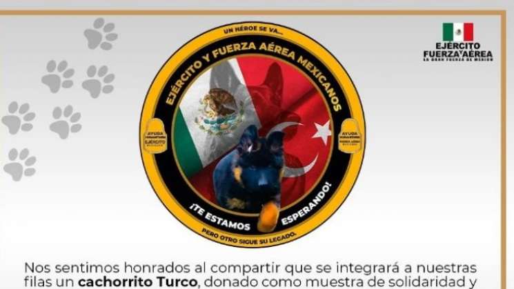 Dona Turquía cachorro de rescate a México