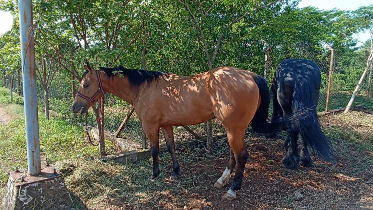 En cateo, FGEO localiza y recupera caballos robados en Tlalixtac