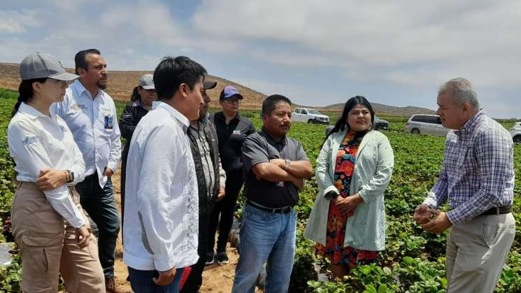 Realizan acciones en favor de comunidad migrante de San Quintín