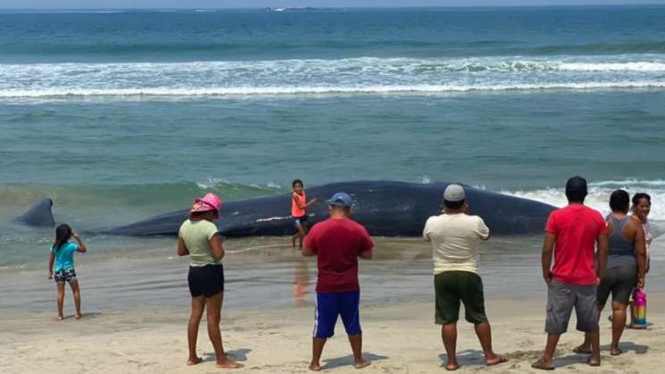 En Playa Chipehua, Oaxaca, muere ballena de 7 metros 