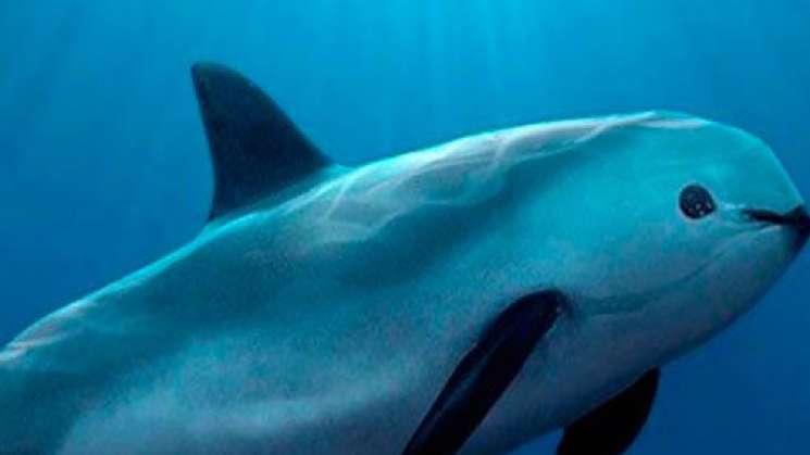 Inicia Plan de Acción para proteger la vaquita marina