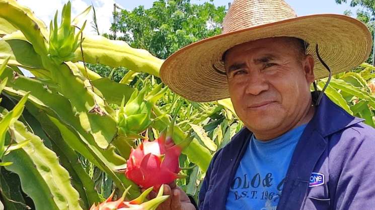 Promueve Sefader cultivo de pitahaya en Oaxaca     