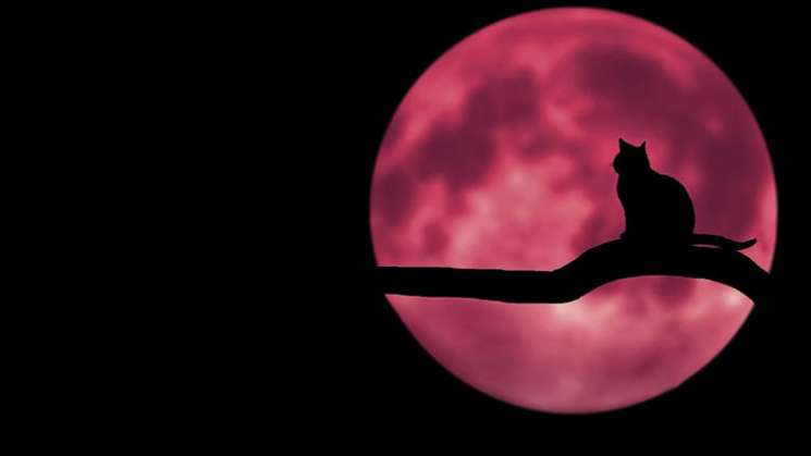 Anuncian Luna de fresa para ese mes de Junio en Mexico