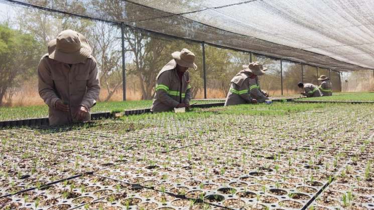 Lanza Coesfo convocatoria para reforestar hasta 200 mil hectáreas