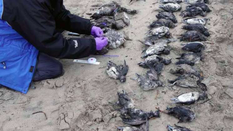 Continúan muestreos de aves muertas halladas en costas de Oaxaca