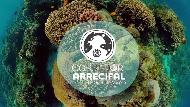 Inicia Campaña #Arrecifes del Golfo: Cuna del mar 