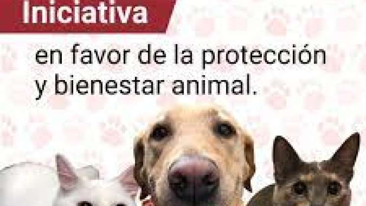 Busca Senado declarar a perros como seres sintientes 