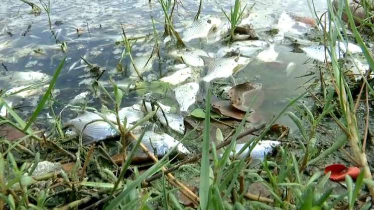 En Juchitán, peces murieron por contaminación y falta de oxígeno 