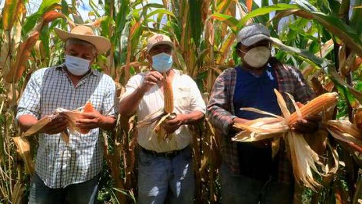 Denuncian a director de Fomento Agrícola de Safader en Oaxaca 