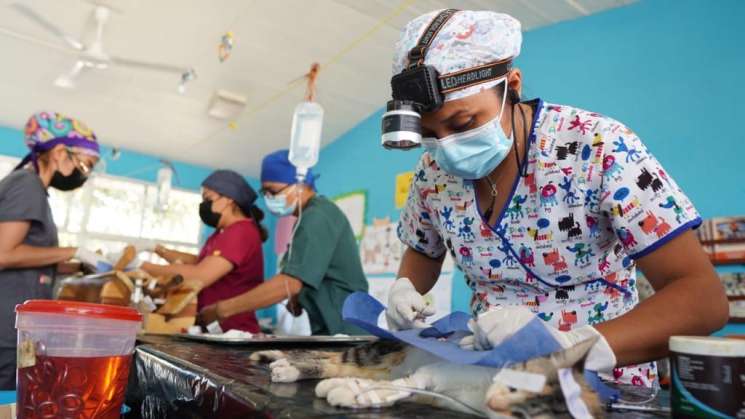 Reconoce SSO a veterinarios Zootecnistas por su labor a la salud 