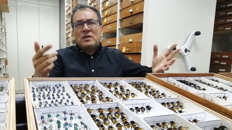 Alerta entomólogo de riesgo para abejas silvestres mexicanas