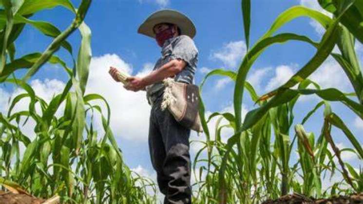 EU y Canada en panel T-MEC contra México por maíz transgénico